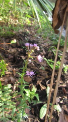 Carphephorus paniculatus