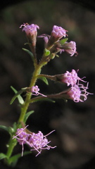 Carphephorus paniculatus