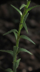 Carphephorus paniculatus