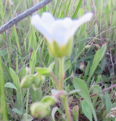 Mononeuria nuttallii