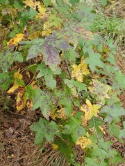 Cercospora liquidambaris