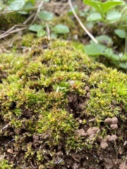 Physcomitrium immersum