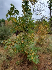 Cercospora liquidambaris