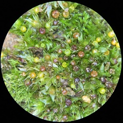 Physcomitrium immersum