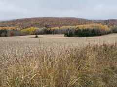 Physcomitrium immersum