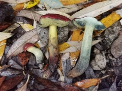 Xerocomellus ripariellus