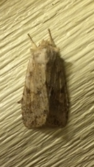 Lithophane bethunei