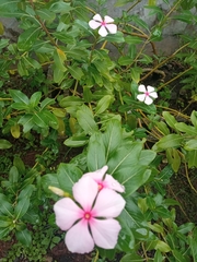 Catharanthus roseus