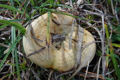 Lactarius sanguifluus