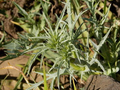 Eryngium vaseyi