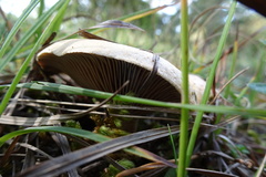 Lactarius sanguifluus