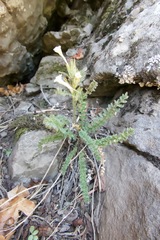 Polemonium brandegeei