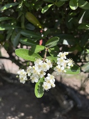 Pyracantha