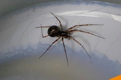 Lepthyphantes