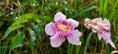 Podranea