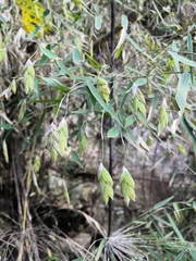 Rhipidocladum