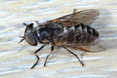 Tabanus nigripes