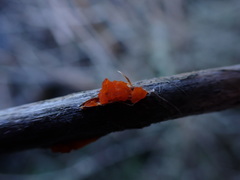 Tremella mesenterella