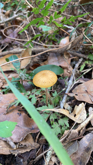 Hymenopellis sinapicolor
