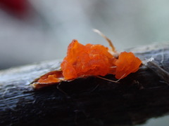 Tremella mesenterella