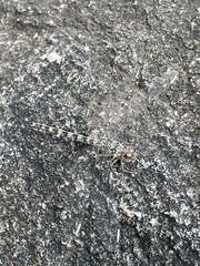 Crocothemis saxicolor