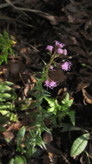 Carphephorus paniculatus