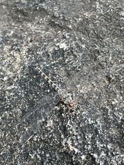 Crocothemis saxicolor