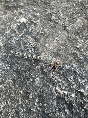 Crocothemis saxicolor