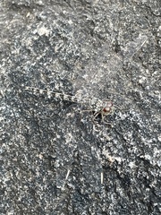 Crocothemis saxicolor