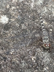 Crocothemis saxicolor