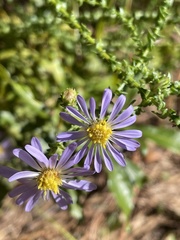 Symphyotrichum walteri