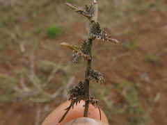 Leptinella maniototo