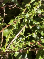 Symphyotrichum walteri