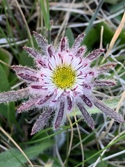 Erigeron eriocephalus