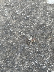 Crocothemis saxicolor