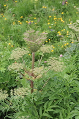 Agasyllis latifolia
