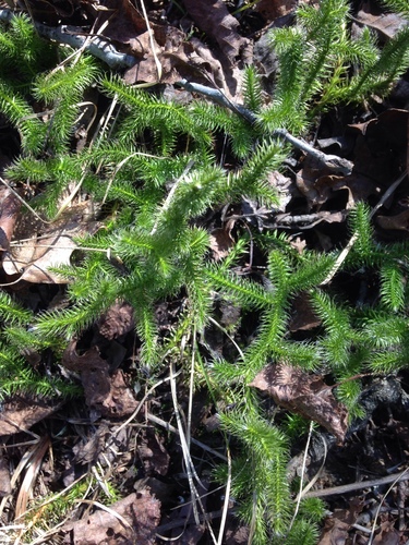 photo of Stag's-horn Clubmoss (Lycopodium clavatum)