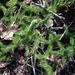 photo of Stag's-horn Clubmoss (Lycopodium clavatum)
