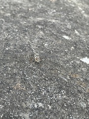 Crocothemis saxicolor