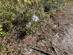 Symphyotrichum walteri