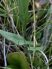 Erigeron eriocephalus