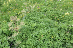 Agasyllis latifolia