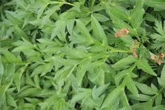Agasyllis latifolia