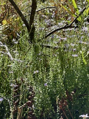 Symphyotrichum walteri