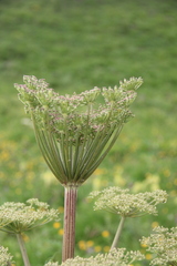 Agasyllis latifolia