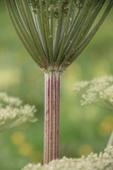 Agasyllis latifolia