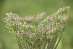 Agasyllis latifolia