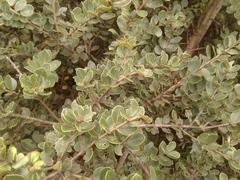Ilex kunthiana