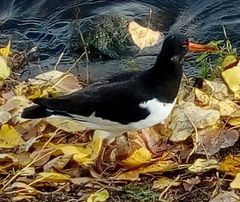 Haematopus ostralegus