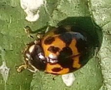 Harmonia axyridis